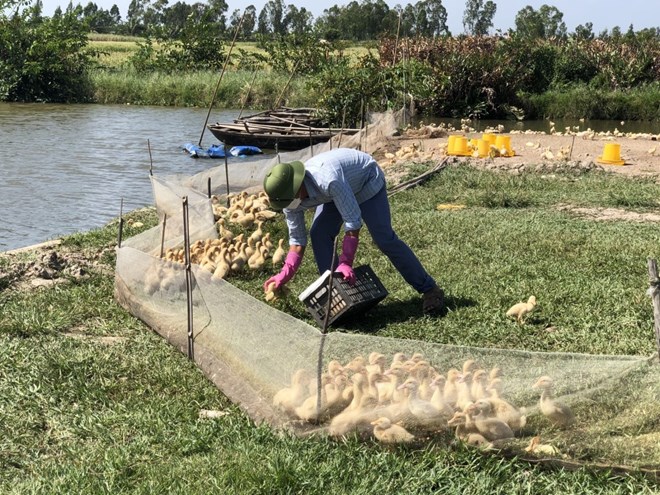 Cúm gia cầm A/H5N1 có thể lây nhiễm cho nhiều loại động vật khác nhau. Ảnh: Đoàn Hưng