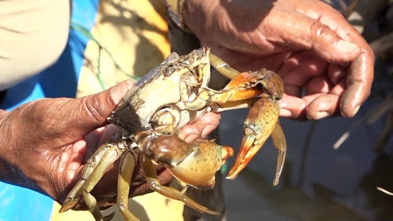 Trên 500 hộ nuôi cua tại tỉnh Cà Mau bị ảnh hưởng nghiêm trọng do cua nuôi chết khi nắng nóng. Ảnh: Nhật Hồ