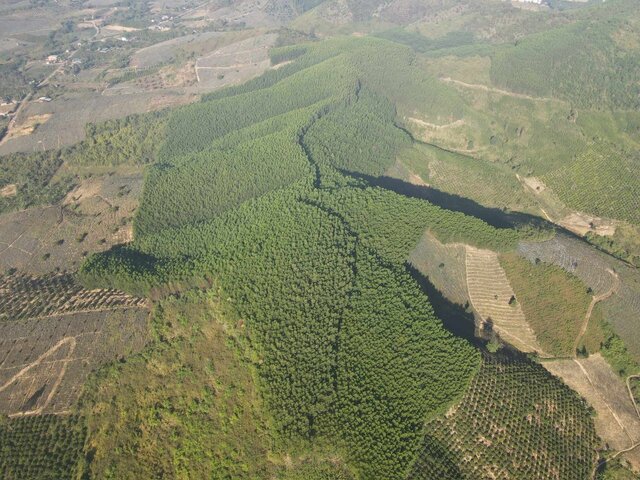 Một khu vực trồng rừng trên địa bàn tỉnh Đắk Lắk. Ảnh: Phan Tuấn