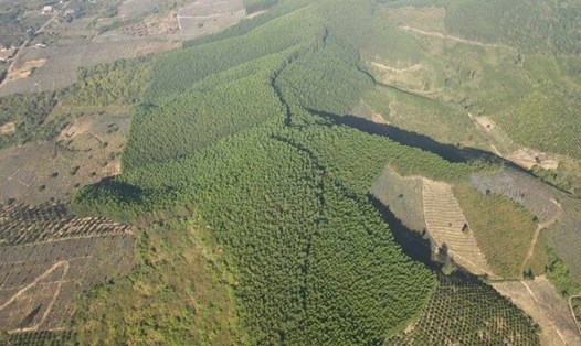Một khu vực trồng rừng trên địa bàn tỉnh Đắk Lắk. Ảnh: Phan Tuấn