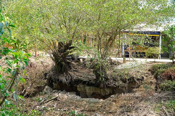 Tại khu vực Kênh 19, ấp An Thạnh, xã An Minh Bắc, cứ cách vài chục mét lại thấy có những vết nứt trên mặt đường bê tông, đất khô cằn, nhô ra bộ rễ của những gốc cây to, lòng kênh cũng đã cạn nước. 