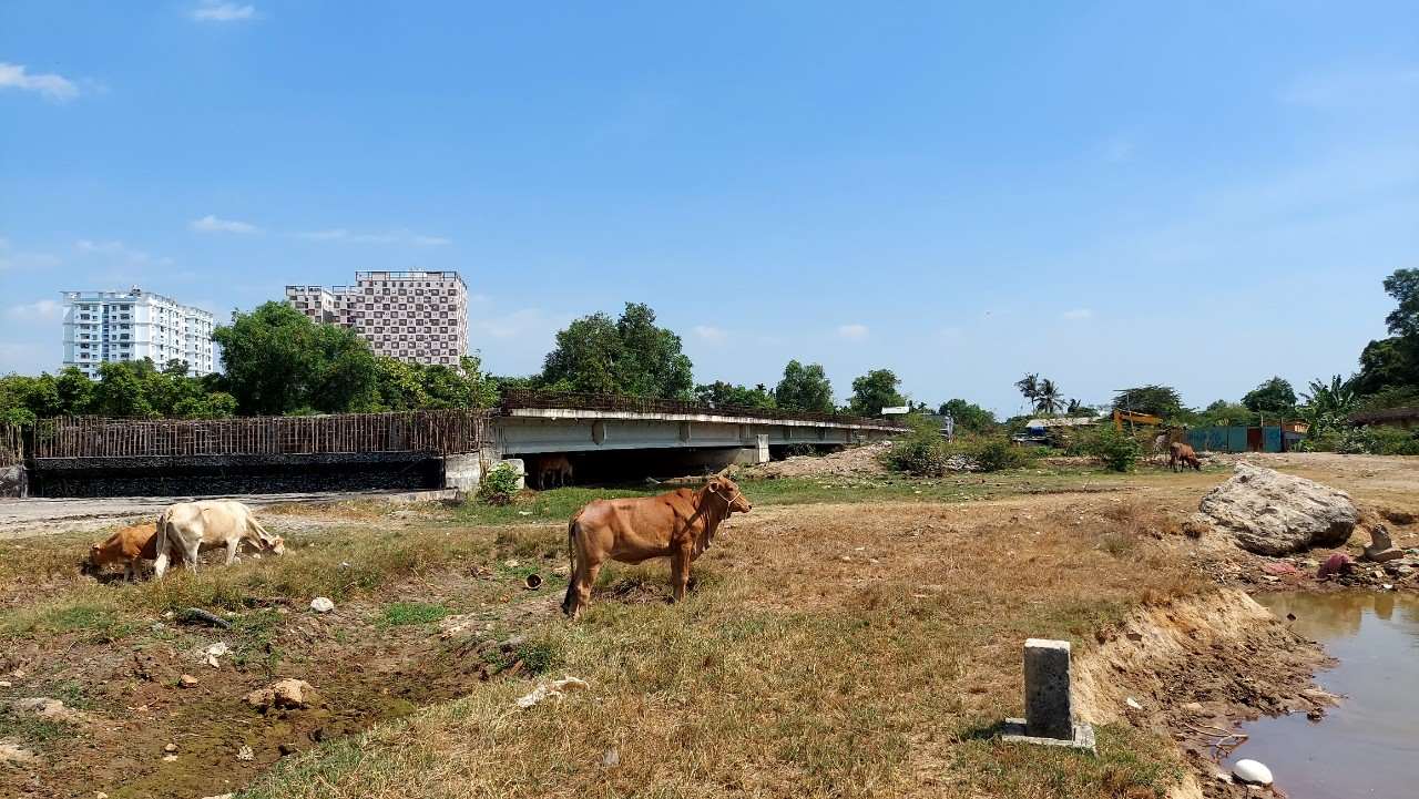 Công trường dự án Vành đai 2 hoang phế nhiều năm, trở thành nơi chăn bò của người dân. Ảnh: Minh Quân