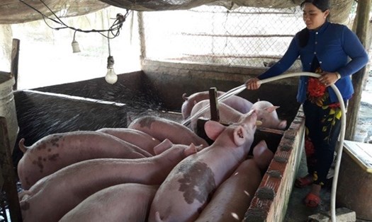 Tỉnh Lâm Đồng chỉ đạo tập trung triển khai các biện pháp phòng chống dịch tả lợn Châu Phi. Ảnh minh họa: Nhật Hồ
