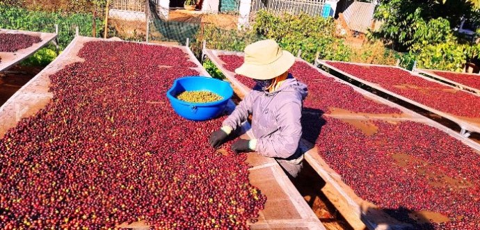 Xuất khẩu cà phê của Việt Nam tăng mạnh, giá bán cao. Ảnh: Vũ Long