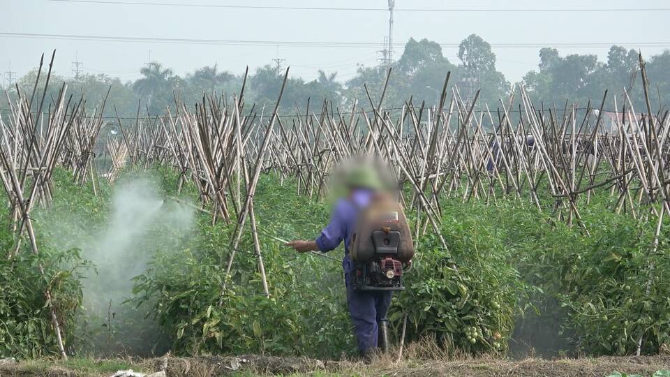  thuốc bảo vệ thực vật tồn dư rau củ quả 