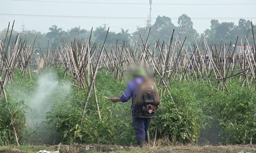 thuốc bảo vệ thực vật tồn dư rau củ quả