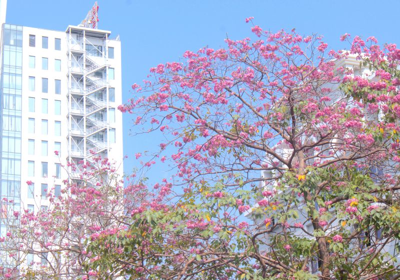 Mùa kèn hồng đến và đi rất nhanh. Ảnh: Diệu Mi