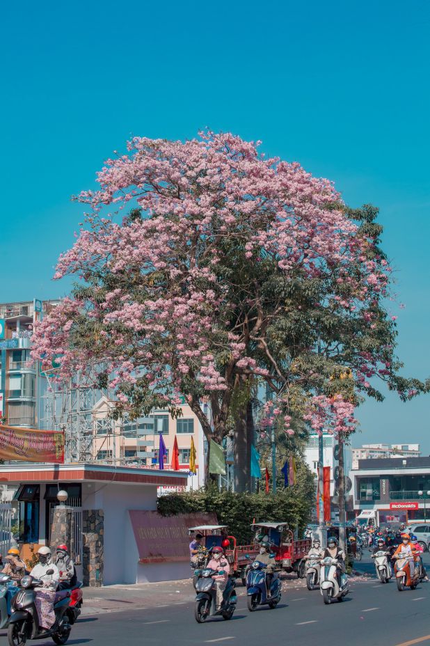 Cây kèn hồng lâu năm, ken đặc hoa ngay vòng xoay Điện Biên Phủ hướng qua đường Nguyễn Bỉnh Khiêm, Quận 1. Ảnh: Trần Đức Hoàng