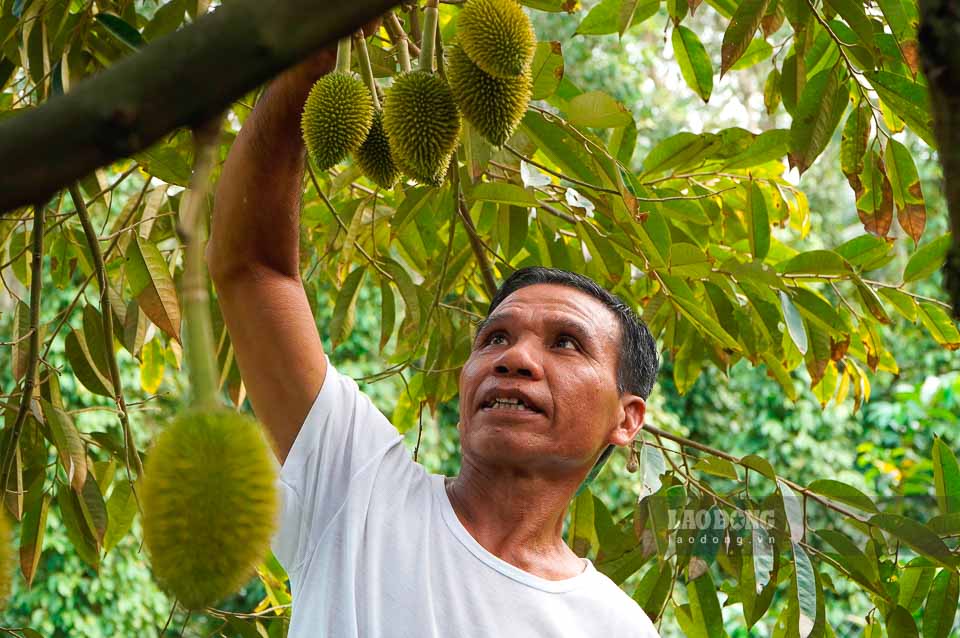 Vườn trồng sầu riêng của ông Nguyễn Văn Lên đang cho trái. Ảnh: Nguyên Anh