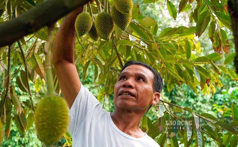 Vườn trồng sầu riêng của ông Nguyễn Văn Lên đang cho trái. Ảnh: Nguyên Anh