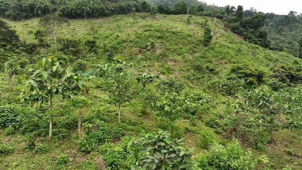 Sẽ có 200 hecta rừng được trồng ở Quảng Bình, Quảng Trị. Ảnh: VARS.