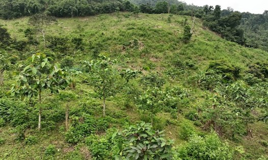 Sẽ có 200 hecta rừng được trồng ở Quảng Bình, Quảng Trị. Ảnh: VARS.