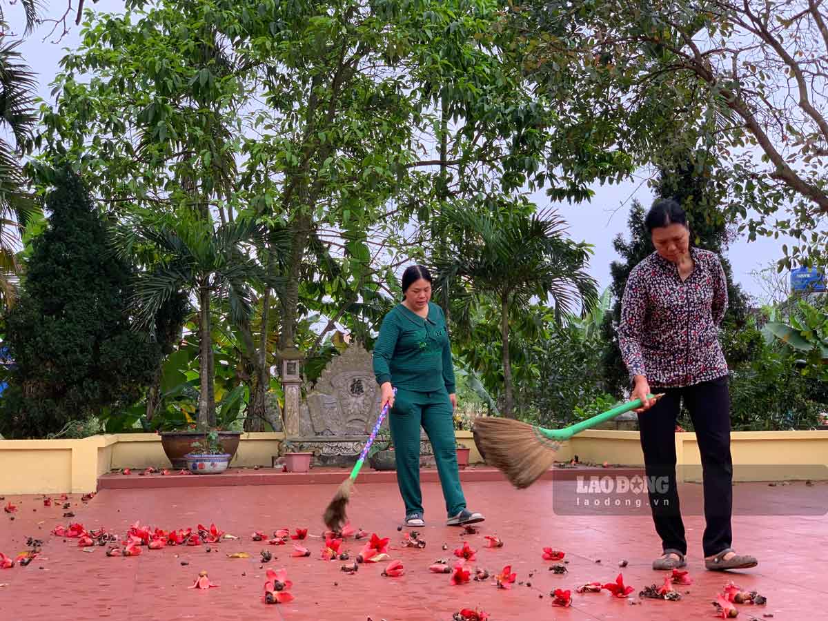 Từ đầu tháng Ba, gạo nở rộ rồi bắt đầu rụng nhiều, tạo thảm đỏ dưới sân đền Thanh Hương và được quét để hoa gọn vào phần gốc cây cho mọi người ngắm nhìn, chụp ảnh.