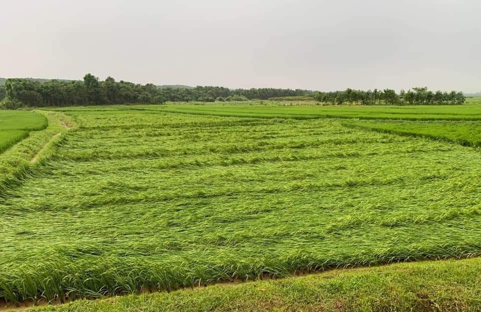 Mưa to, gió lớn làm hàng trăm hecta lúa bị đổ ngã. Ảnh: Tiến Dũng.