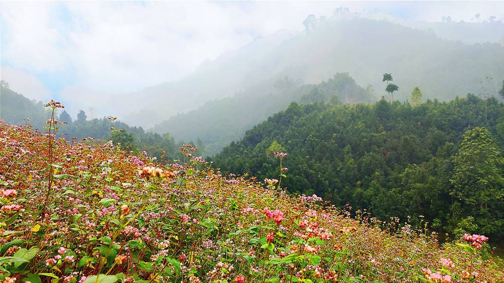 Những ngày tháng 3, hoa Tam giác mạch tại những sườn đồi bắt đầu tàn, nhưng sắc hoa vẫn đang điểm tô cho những sườn đồi màu sắc tươi mát, bình an của một miền sơn cước. Những hạt mầm hoa mới chuẩn bị thay thế, gieo hạt để bừng nở vào dịp 30.4.
