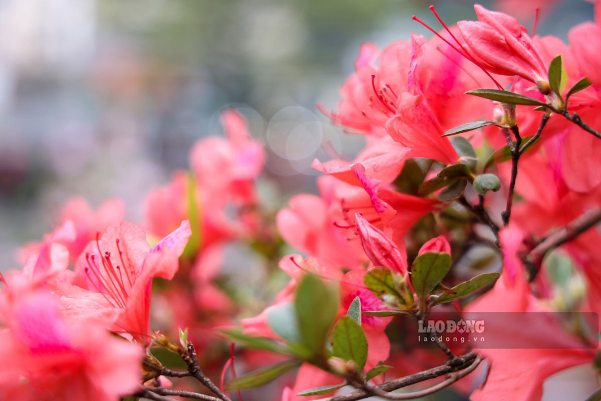 Hoa đỗ quyên, được biết đến như quốc hoa của Nepal, bắt nguồn từ các vùng đất ôn đới. Tên khoa học của hoa đỗ quyên là Rhododendron, thuộc họ Thạch nam (Ericaceae)