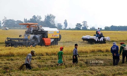 Thủ tướng Chính phủ chỉ thị đẩy mạnh sản xuất, kinh doanh, xuất khẩu lúa, gạo bền vững. Ảnh: Nhật Hồ