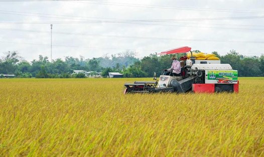 Tỉnh Sóc Trăng đang vào thu hoạch vụ lúa Đông Xuân 2024. Ảnh: Phương Anh