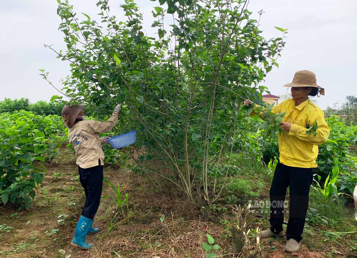 Những năm gần đây, nhiều hộ dân ở xã Hồng Phong (huyện Vũ Thư, tỉnh Thái Bình) từ việc trồng cây dâu nuôi tằm.