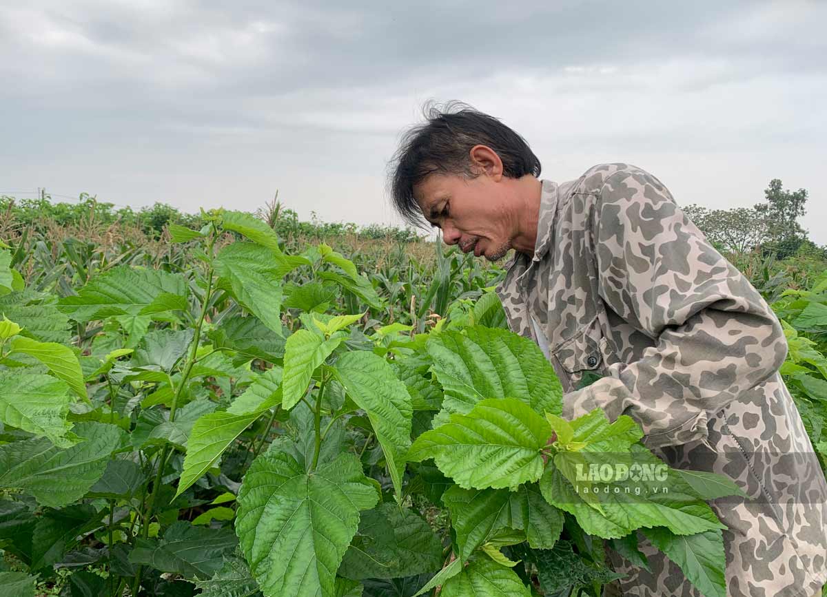 Gia đình ông Nguyễn Văn Sinh (...) trồng 6 sào dâu để duy trì nguồn thức ăn nuôi tằm quanh năm, giúp mang lại thu nhập khoảng 5 - 6 triệu đồng/tháng.