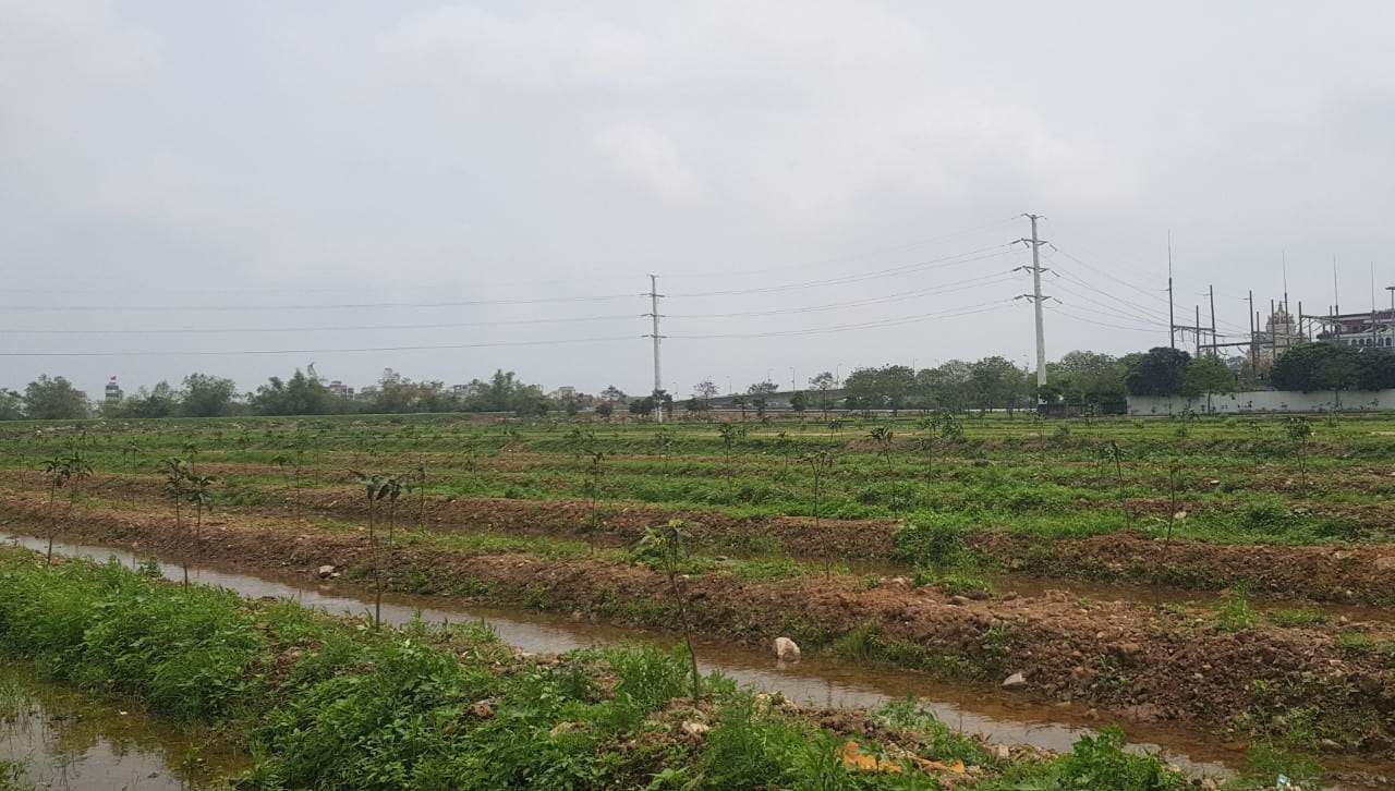 Thành phố Ninh Bình đã tạm thời giao cho các đoàn thể tiến hành dọn dẹp rác thải và cỏ dại để trồng cây xanh. Ảnh: Nguyễn Trường