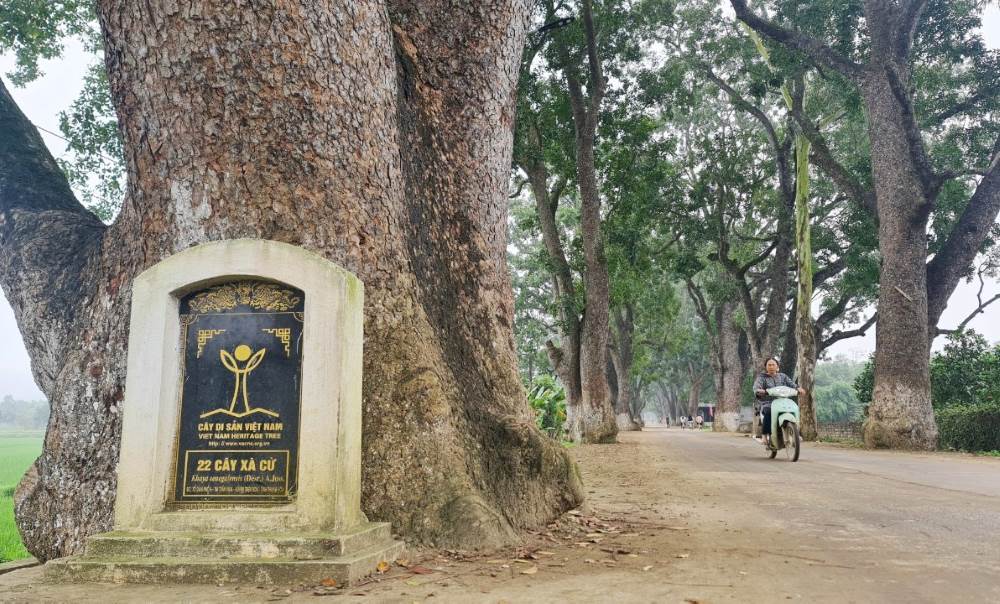 Hàng cây này được Hội Bảo vệ di sản và Môi trường Việt Nam công nhận là Cây Di sản Việt Nam vào đầu năm 2023. Ảnh: Quách Du
