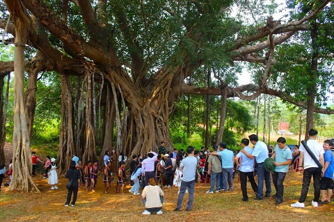 Cây đa di sản hơn 200 năm tuổi tại huyện biên giới Đức Cơ, tỉnh Gia Lai. Ảnh: Thanh Tuấn 