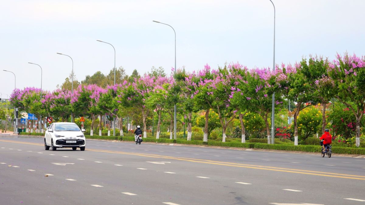 Tại TP Vĩnh Long có nhiều tuyến đường trồng bằng lăng nhưng riêng tuyến đường Võ Văn Kiệt là nổi bật nhất, với hàng trăng cây bằng lăng trải dài khoảng 2km, thu hút ánh nhìn của nhiều người.