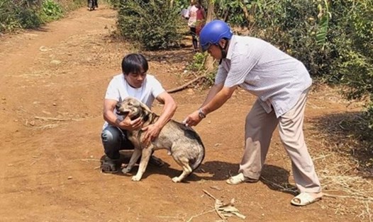 Lực lượng chức năng ở Đắk Lắk tiêm phòng bệnh dại cho chó, mèo, vật nuôi. Ảnh: Quang Nhật