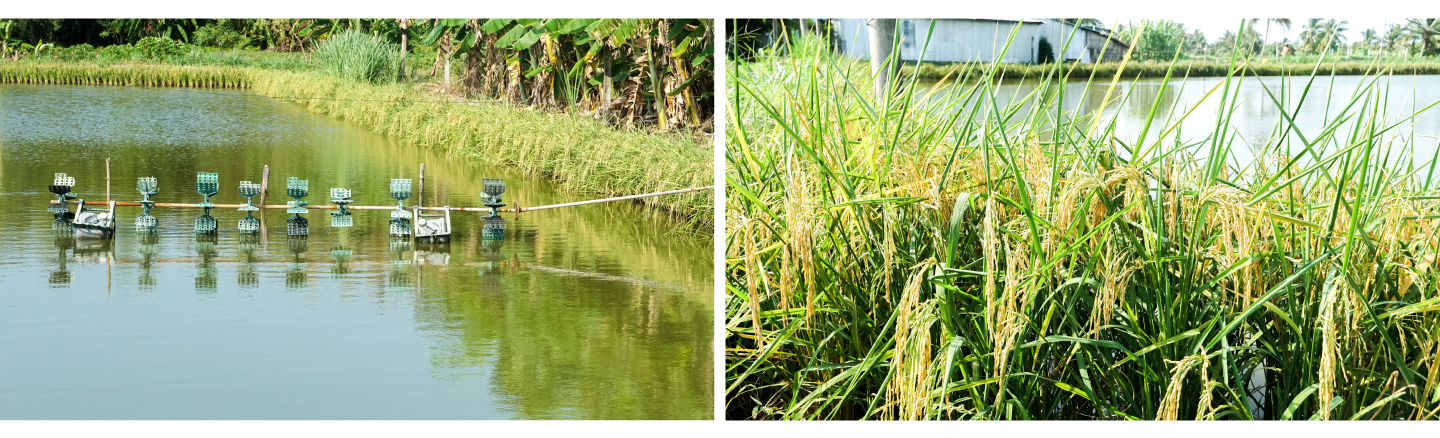 con tôm ôm cây lúa