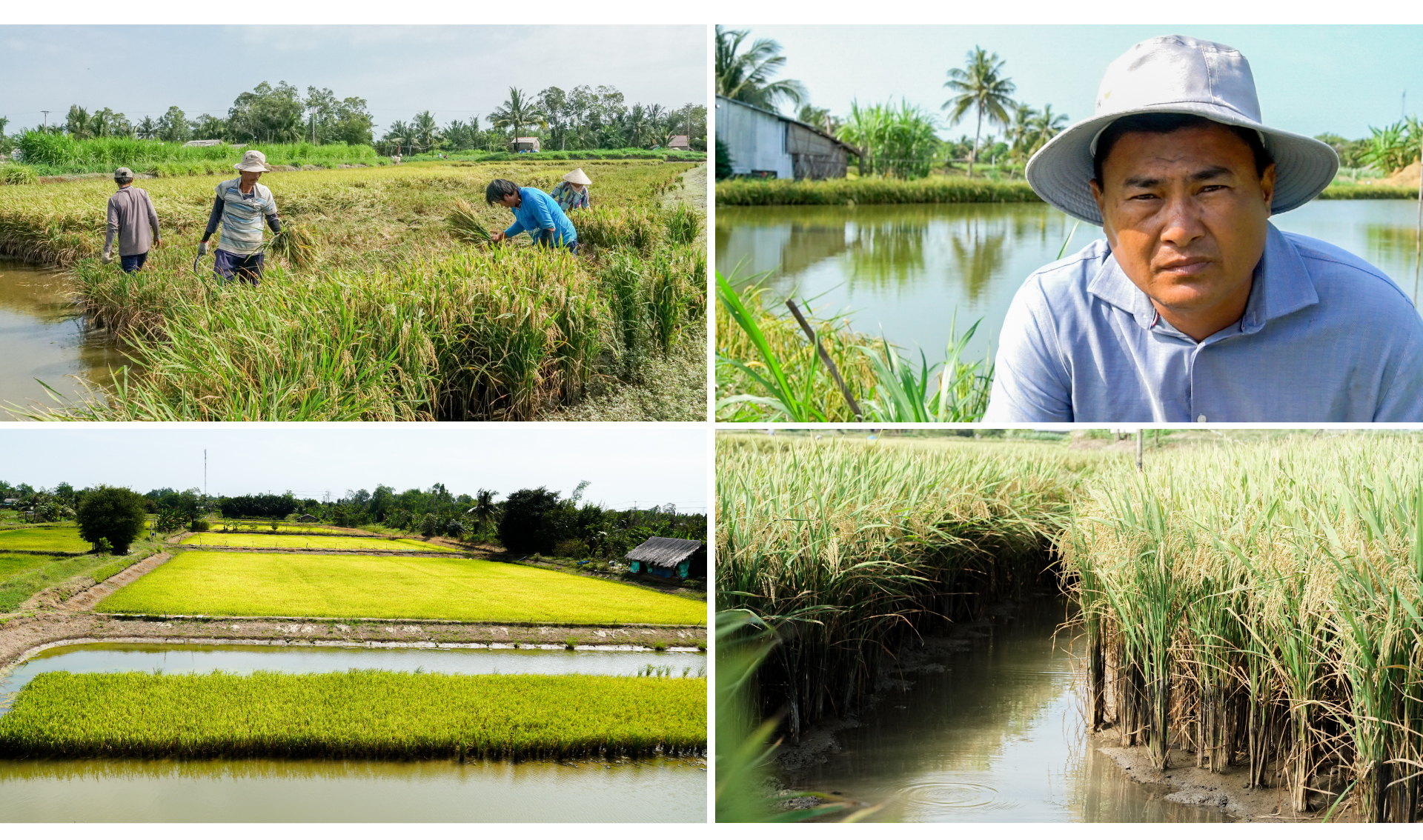 con tôm ôm cây lúa