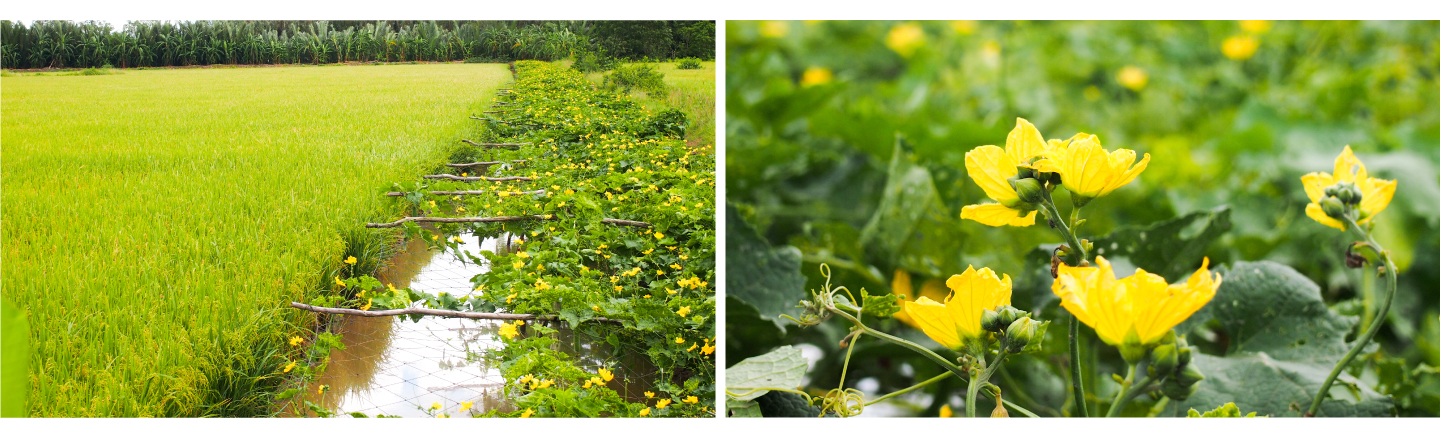 con tôm ôm cây lúa