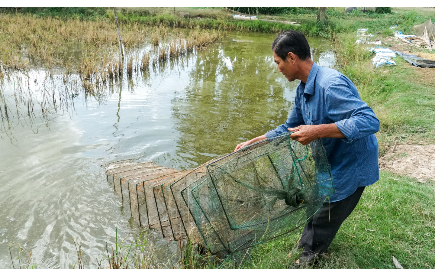 con tôm ôm cây lúa