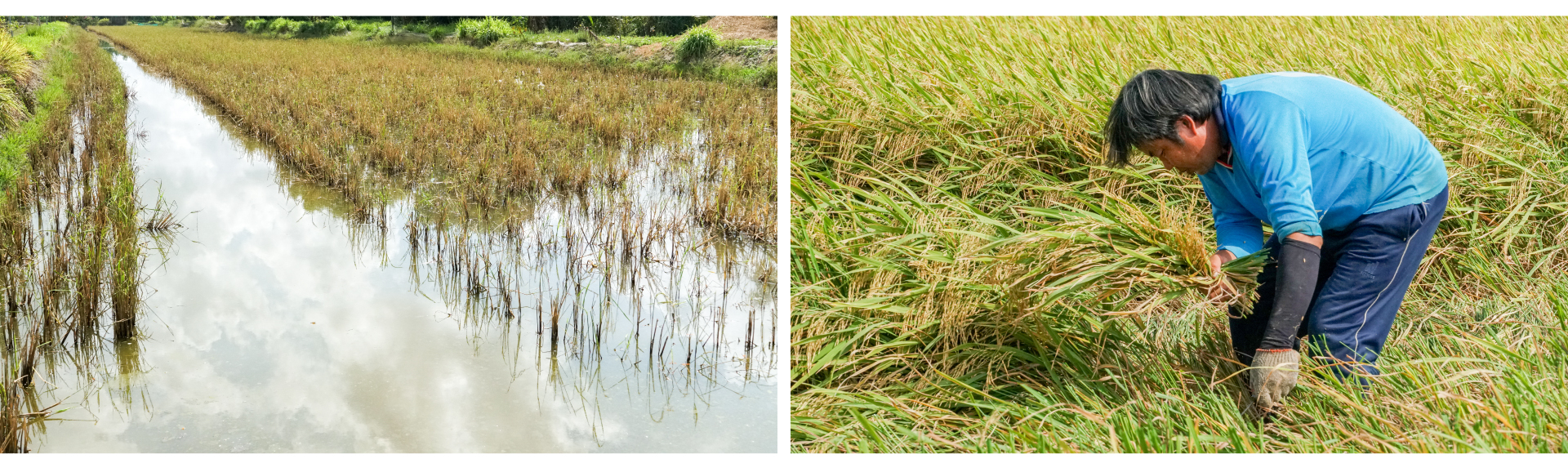 con tôm ôm cây lúa