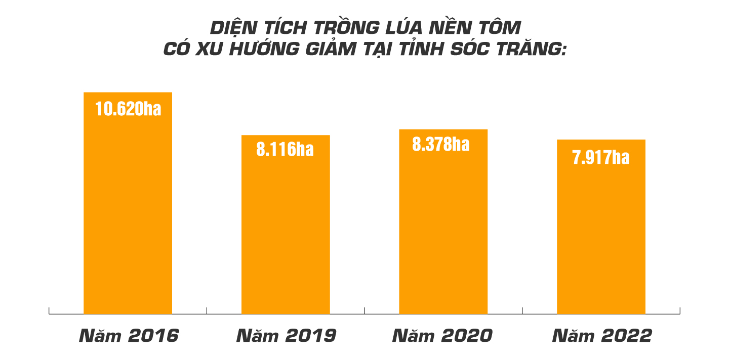 con tôm ôm cây lúa