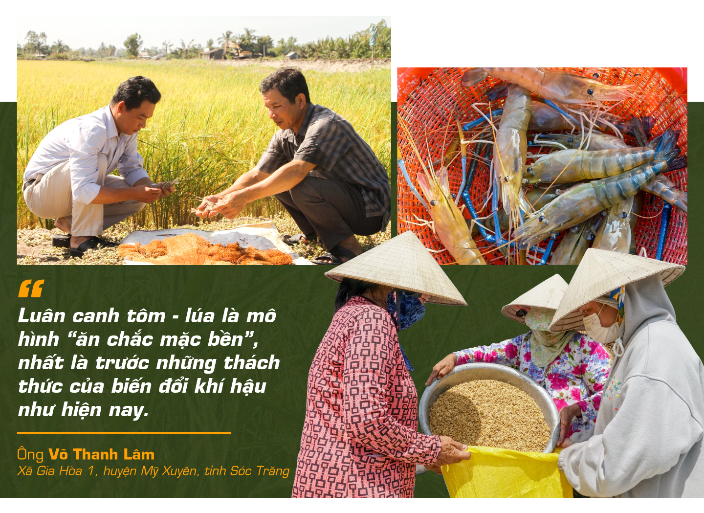 con tôm ôm cây lúa