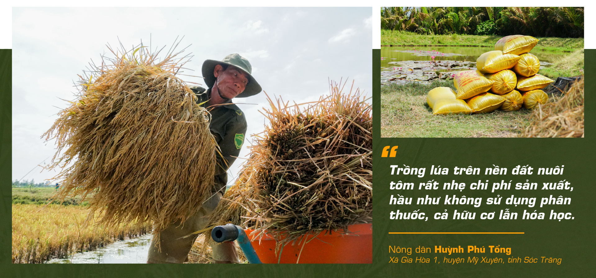 con tôm ôm cây lúa