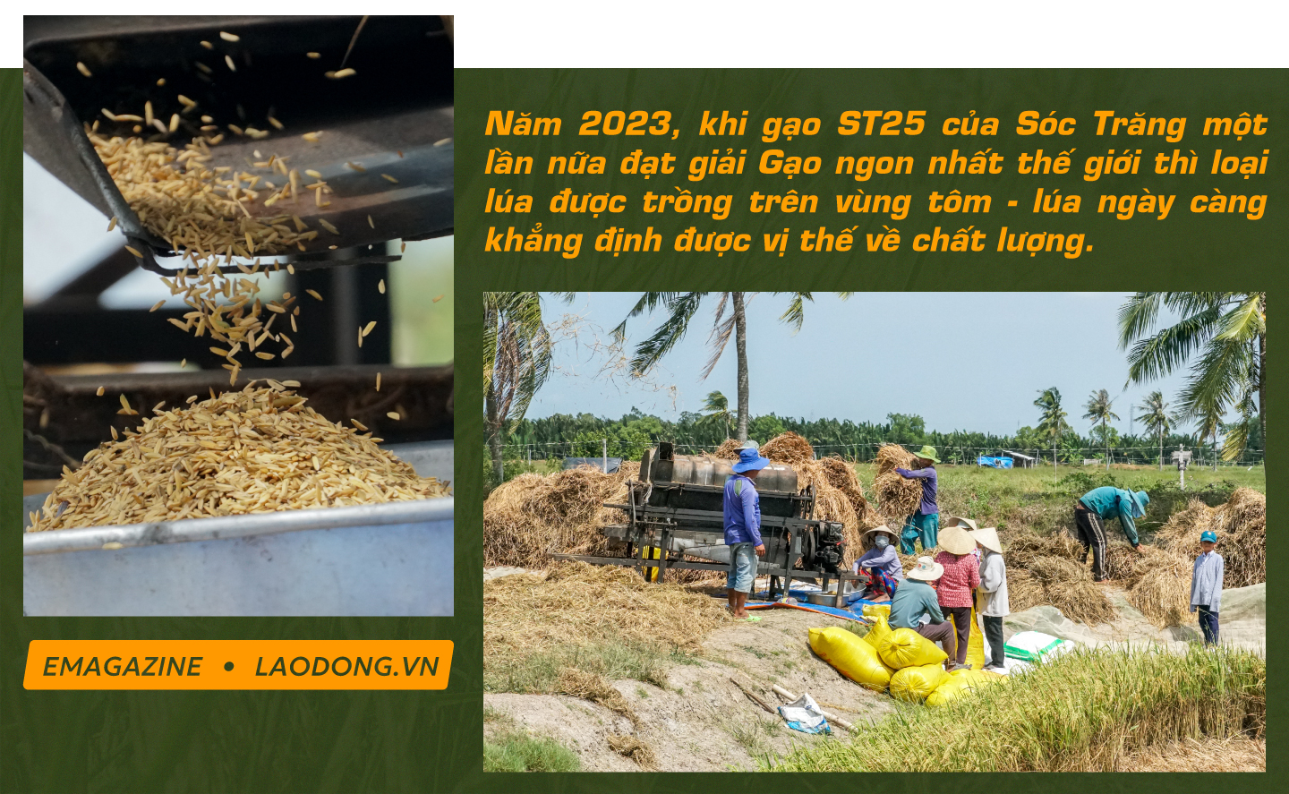 con tôm ôm cây lúa