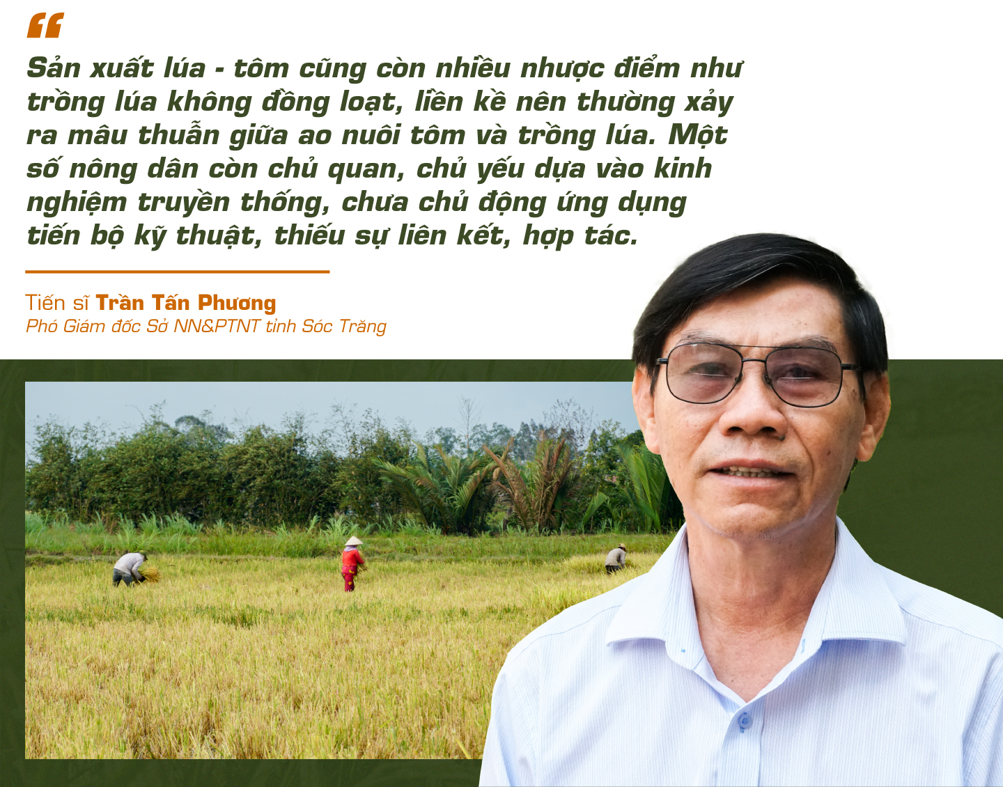 con tôm ôm cây lúa