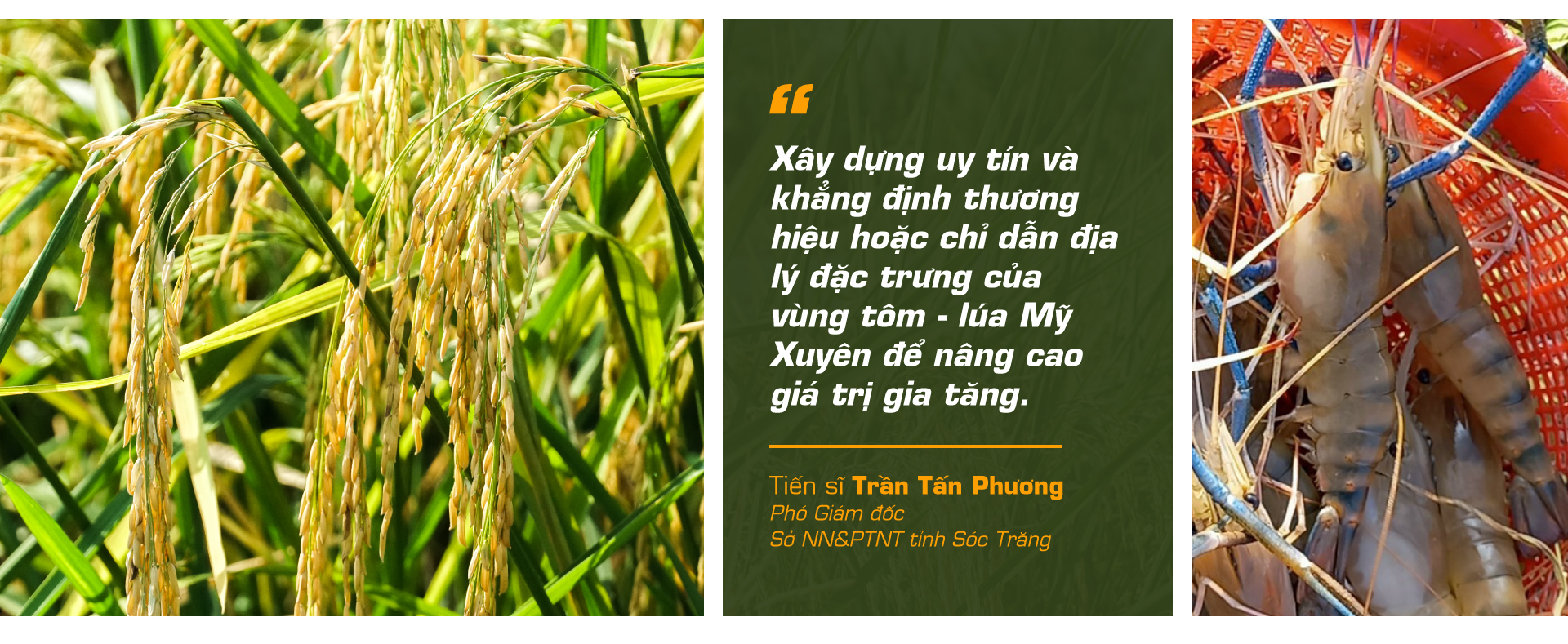 con tôm ôm cây lúa