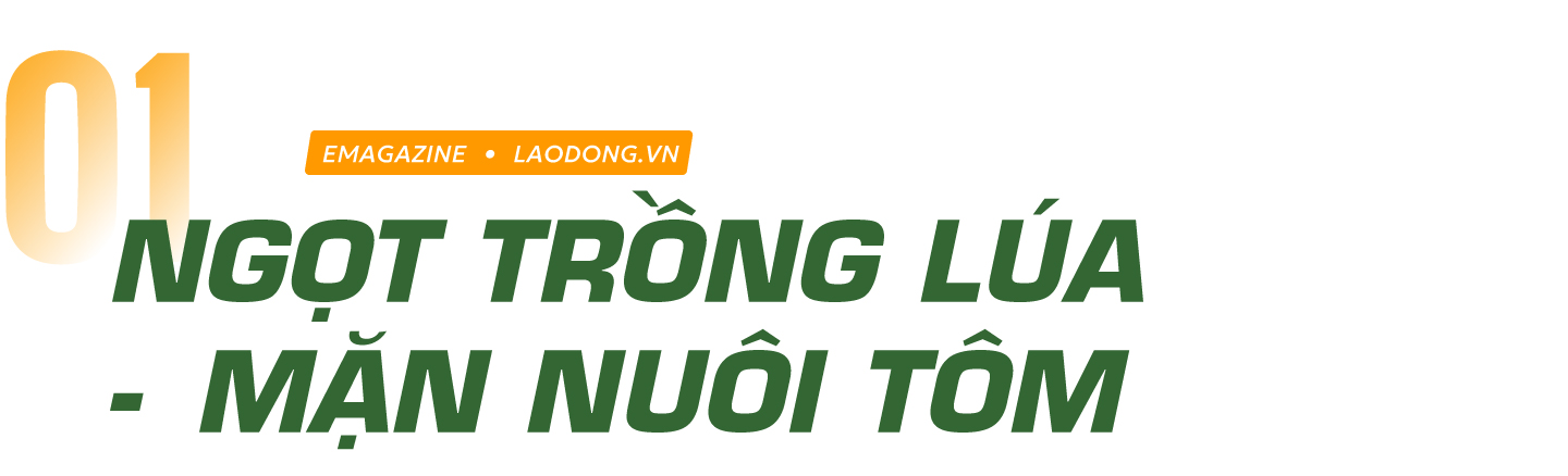 con tôm ôm cây lúa