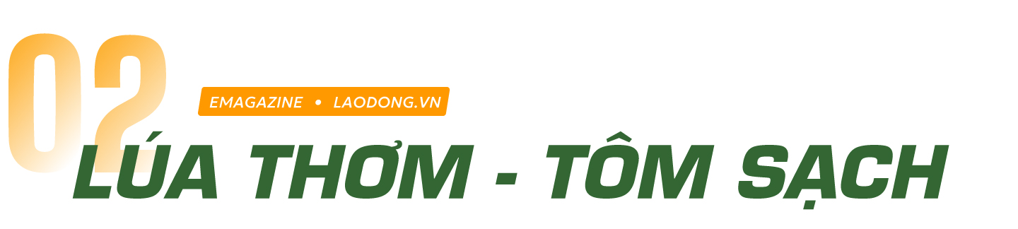 con tôm ôm cây lúa