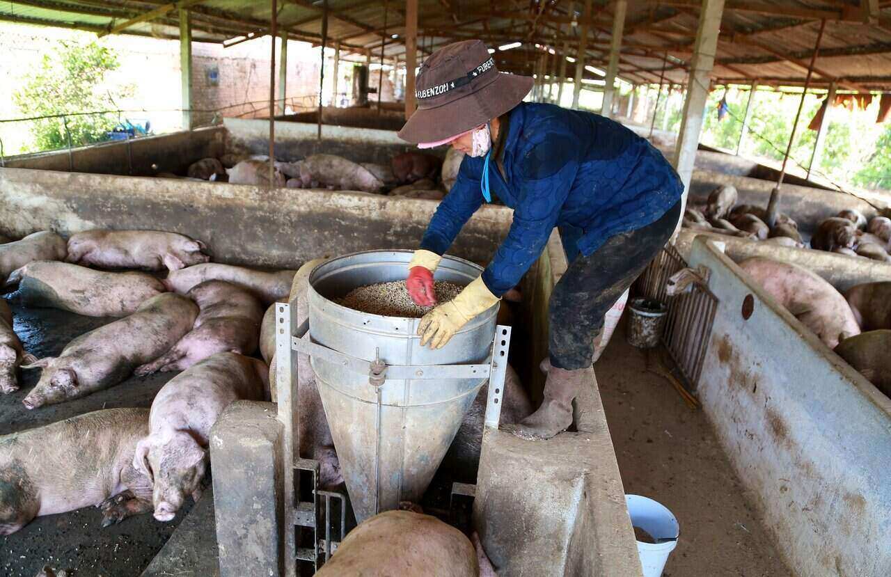 Trong năm 2023 và những tháng đầu năm 2024 đến nay, dịch bệnh trên đàn gia cầm cơ bản được kiểm soát tại Lâm Đồng. Ảnh: Mai Hương