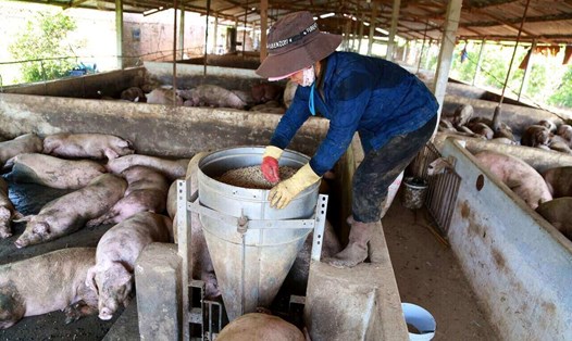 Tỉnh Lâm Đồng yêu cầu các đơn vị chủ động kiểm soát bệnh cúm gia cầm, ổ bệnh dại trên động vật. Ảnh: Mai Hương
