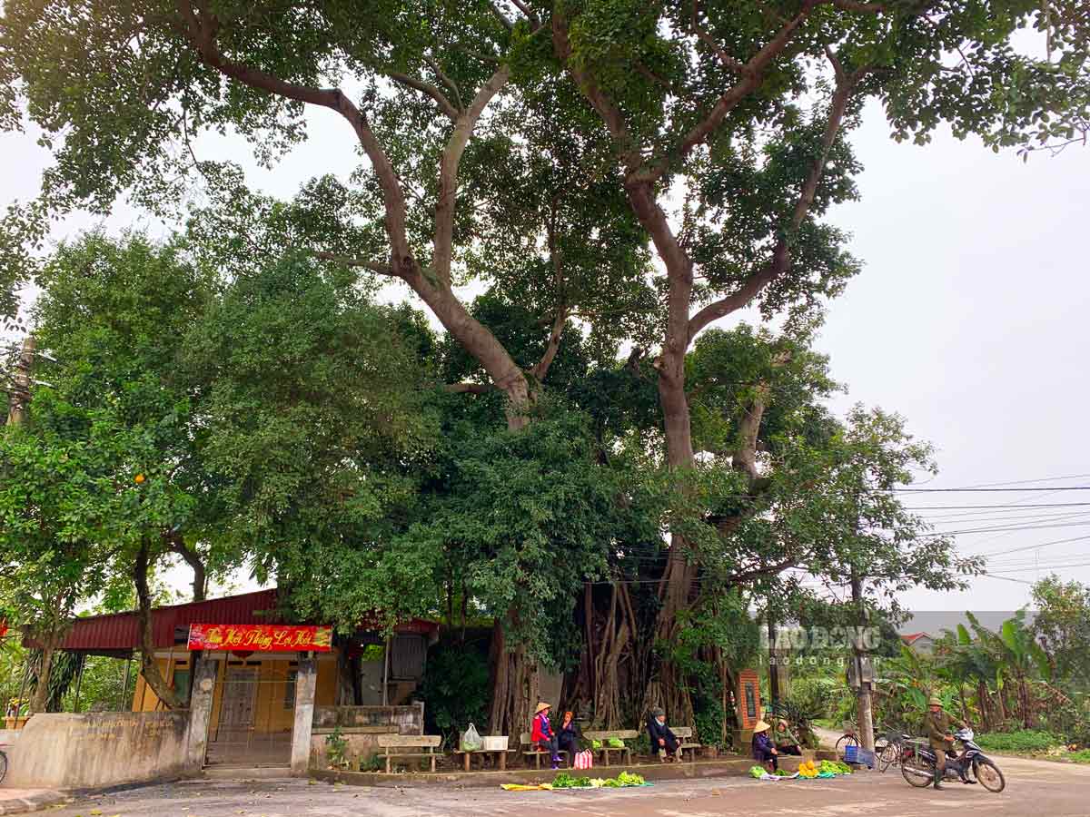 Theo các bậc cao niên trong thôn Bương Hạ (xã Quỳnh Ngọc, huyện Quỳnh Phụ, tỉnh Thái Bình), cây đa lông có tuổi đời gần 500 năm, gắn liền với lịch sử xây dựng và hình thành thôn Bương Hạ bây giờ.