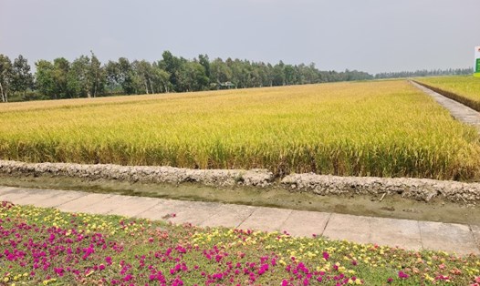 Lúa được dùng hóa chất bảo vệ thực vật sinh học cho sản lượng cao, chất lượng tốt. Ảnh: Vũ Long