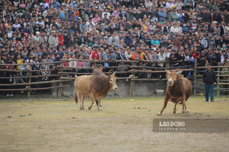Được biết năm nay, có trên 50 cặp đấu bò tham gia tranh tài. Lễ hội chọi bò đã được UBND tỉnh Cao Bằng công nhận là lễ hội có tính lâu đời, mang nhiều ý nghĩa, giàu bản sắc mà huyện Bảo Lâm nhiều năm qua đang gìn giữ.