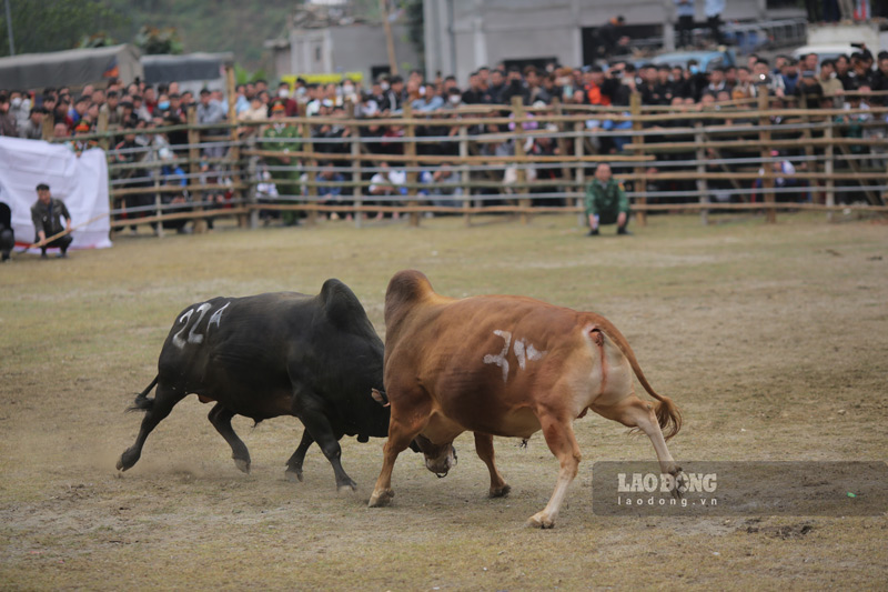 Những màn thi đấu bò đã tạo nên sức hấp dẫn, và dần hình thành “thương hiệu” du lịch, văn hóa mang bản sắc riêng của huyện Bảo Lâm, tỉnh Cao Bằng.