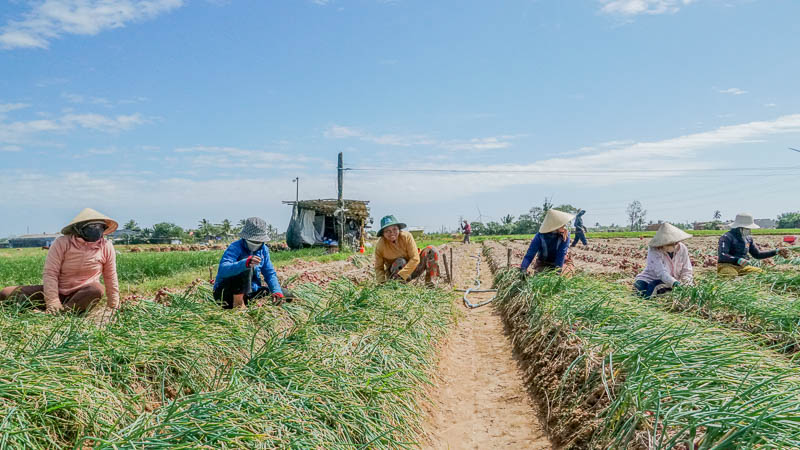 Bà con Vĩnh Châu (Sóc Trăng) tất bật thu hoạch hành chính vụ. Ảnh: Phương Anh