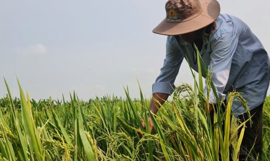 Ông Chín Hà (An Giang) phấn khởi vì trồng lúa cho lãi gấp đôi, dù giá gạo xuất khẩu giảm. Ảnh: Vũ Long
